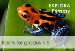 Explora Primary School image