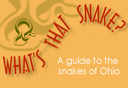 What's That Snake? image